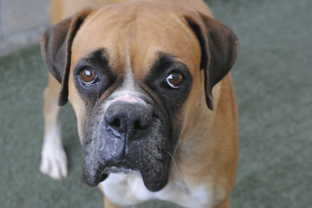 Shelter offers specials, advice on keeping animals safe July 4